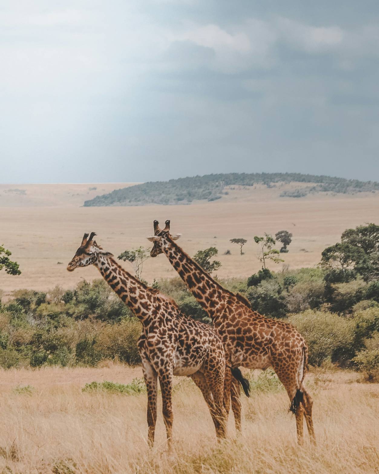 harshil-gudka-pU-9BYqjhyo-unsplash (2)